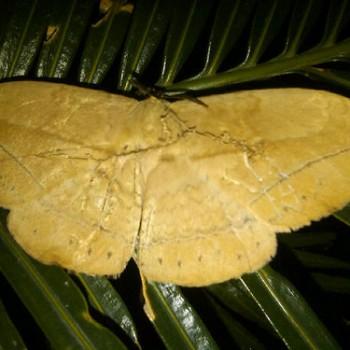 Eupterote pallida