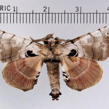 Apatelodes torrefacta