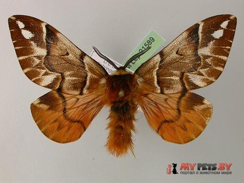 Endromis versicolora