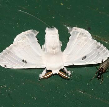 Penicillifera apicalis