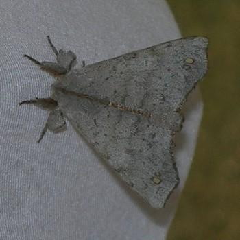 Olceclostera angelica