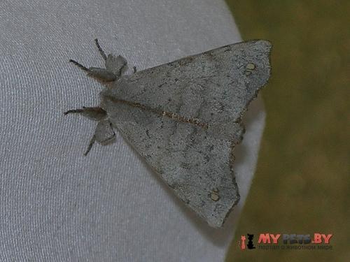 Olceclostera angelica