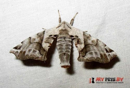 Apatelodes pudefacta