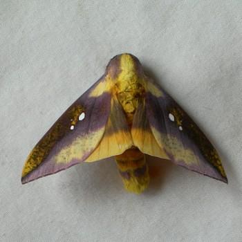Adelowalkeria flavosignata