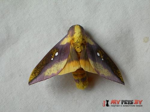 Adelowalkeria flavosignata
