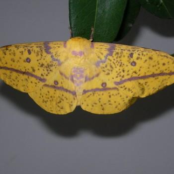 Eacles magnifica