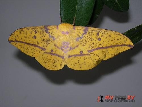 Eacles magnifica