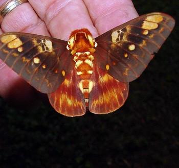 Citheronia hamifera