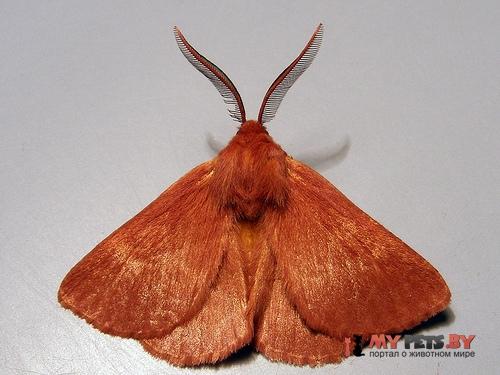 Anthela phoenicias