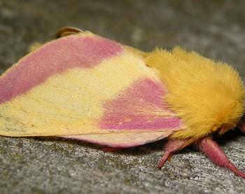 Dryocampa rubicunda