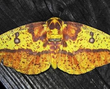 Eacles imperialis