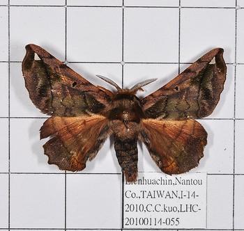 Prismosticta fenestrata