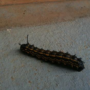 Anisota peigleri