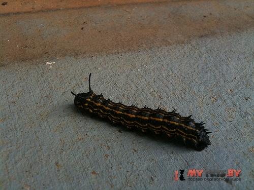 Anisota peigleri