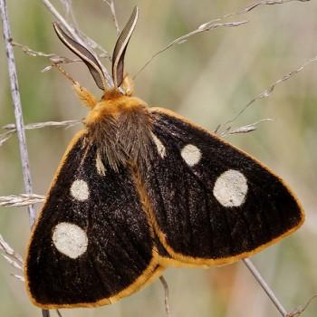 Anthela guenei