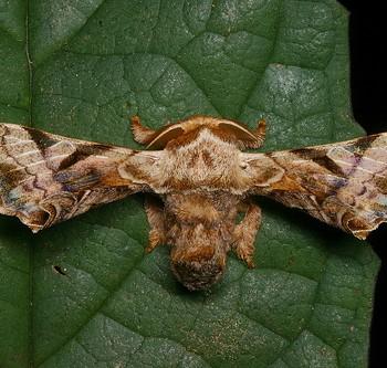 Gunda ochracea