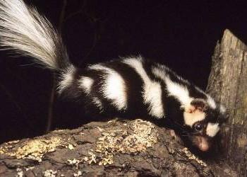 Spilogale putoriu