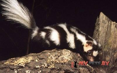 Spilogale putorius