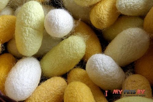Bombyx mori