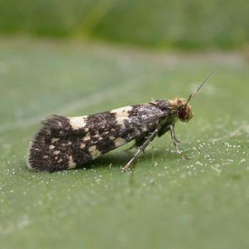 Lampronia corticella