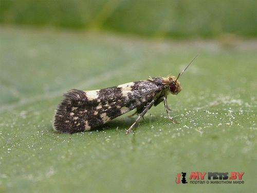 Lampronia corticella