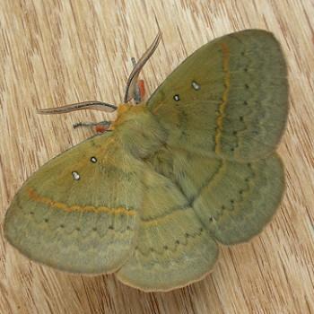 Anthela nicothoe