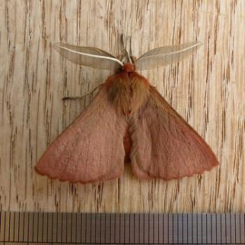 Pterolocera leucocera