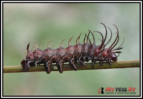 Citheronia phoronea