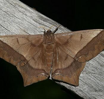 Arsenura ciocolatina