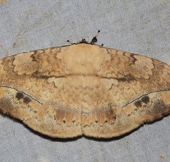 Eupterote asclepiades