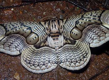 Brahmidia hearseyi