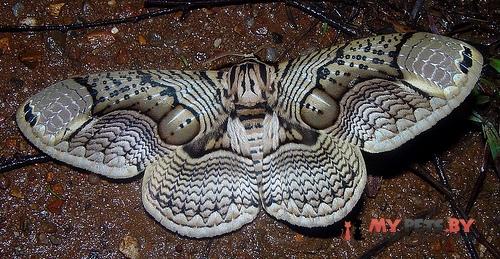 Brahmidia hearseyi