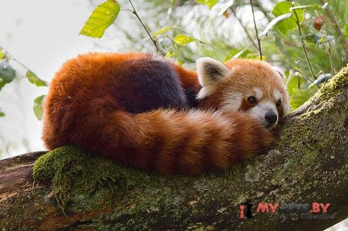 lesser panda