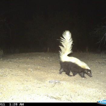 Conepatus leuconotus
