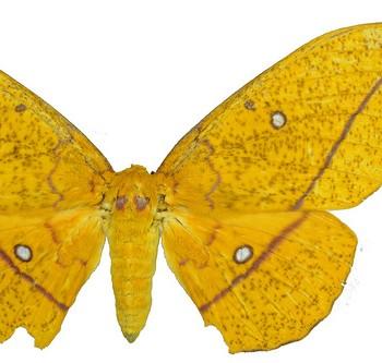 Eacles masoni