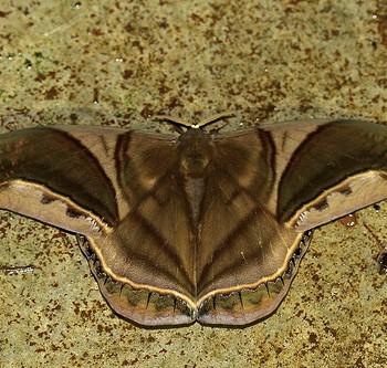 Rhescyntis hippodamia