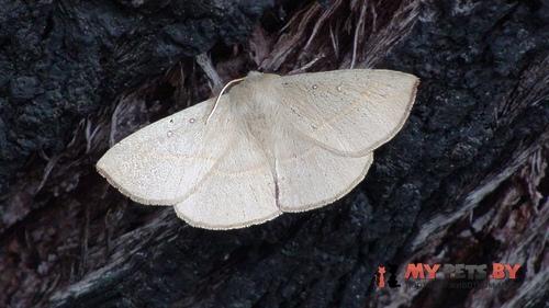 Anthela phaeodesma