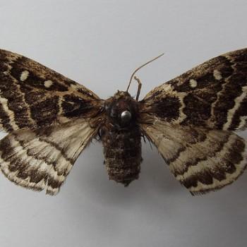 Anthela denticulata