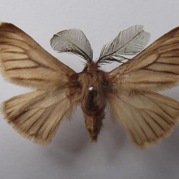Pterolocera amplicornis