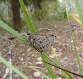 Trapezites phigalia