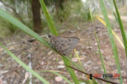 Trapezites phigalia