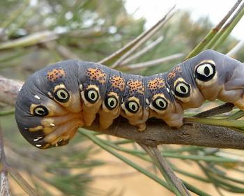 Carthaea saturnioides