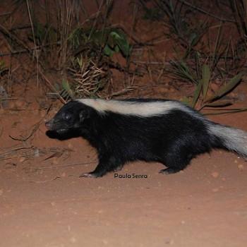 Conepatus semistriatus