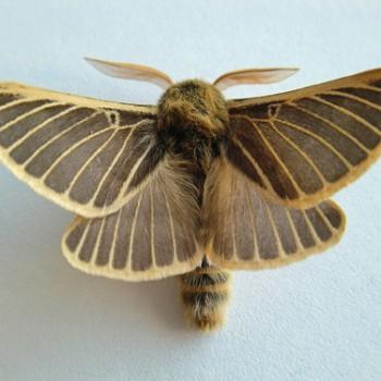 Lemonia philopalus