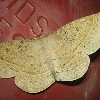 Anthela connexa