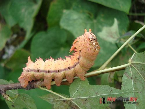 Dryocampa rubicunda