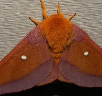 Anisota virginiensis