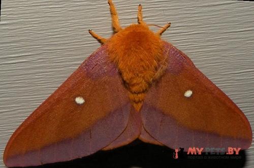 Anisota virginiensis