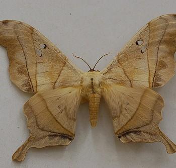 Dysdaemonia boreas