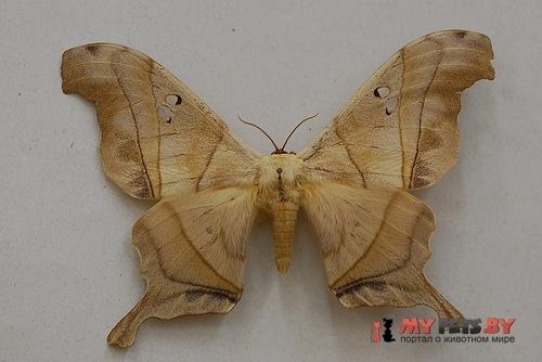 Dysdaemonia boreas